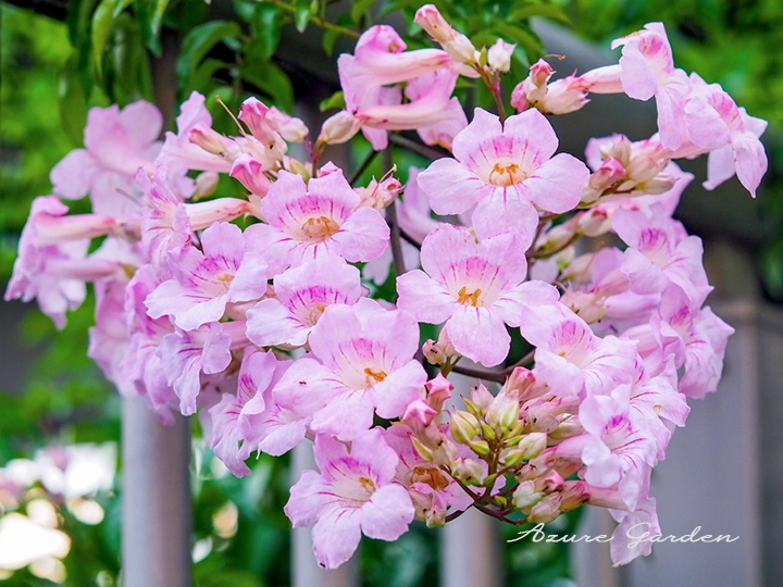 ピンクノウゼンカズラ - Pink Trumpet Vine