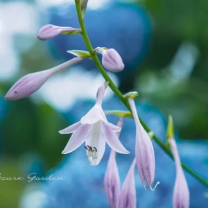 ギボウシ（擬宝珠）｜薄紫の花と美しい葉が魅力のガーデンプランツ