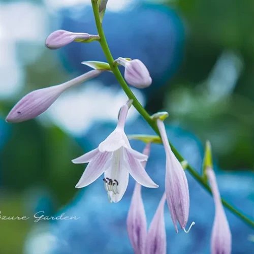 ギボウシ（擬宝珠）- Plantain Lily