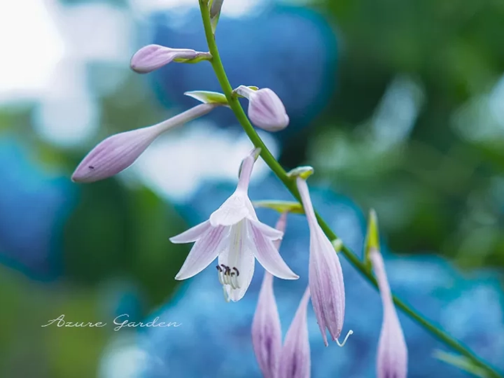 ギボウシ(擬宝珠)- Plantain Lily