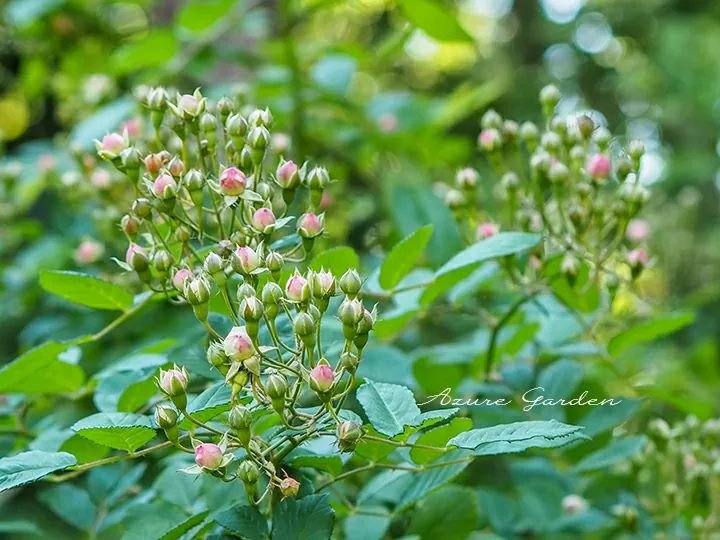 ロサ　ムルティフローラ プラティフィラ（Rosa multiflora platyphylla）