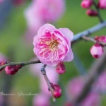 ウメ（梅）