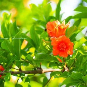 ザクロ（石榴）｜朱色の花と宝石のような果実
