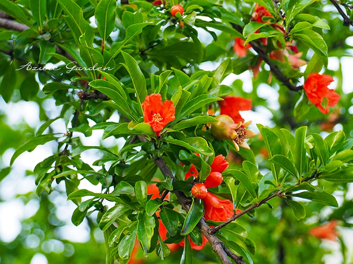 ザクロ（柘榴）- pomegranate