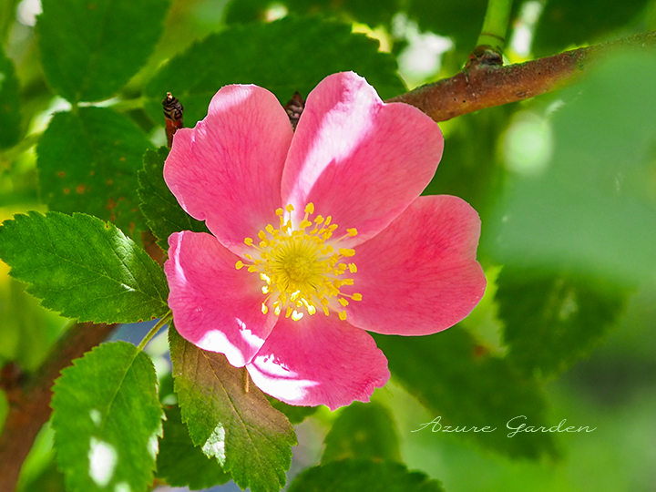 ロサ ヴィロサ ポミフェラ（Rosa Pomifera）