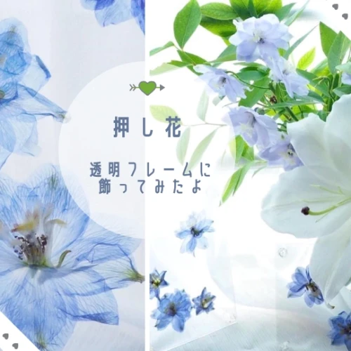 花首が折れてしまったデルフィニウムを押し花にして透明フレームに飾りました。