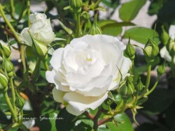 プリンセス オブ ウェールズ(Princess of Wales)