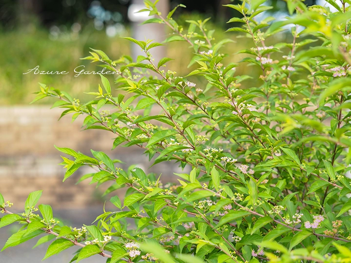 初夏に淡い紫色の花を咲かせるコムラサキの全体の様子