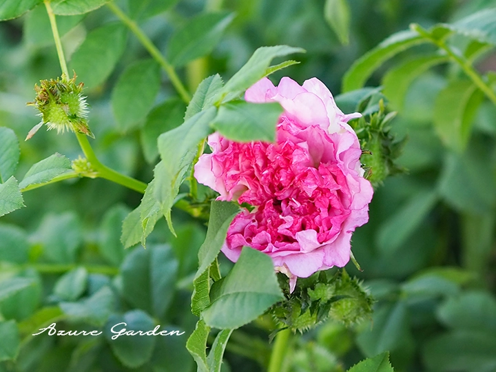 ロサ ロクスブルギー（Rosa roxburghii）