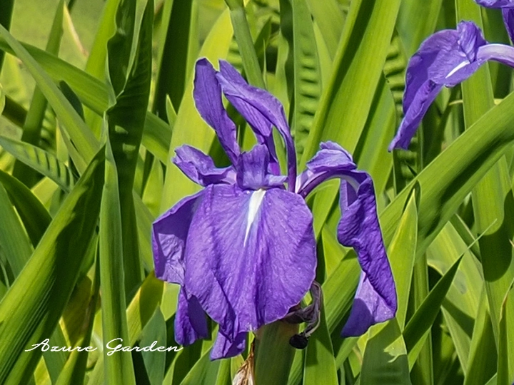 Rabbit-ear Irisと呼ばれるカキツバタの花