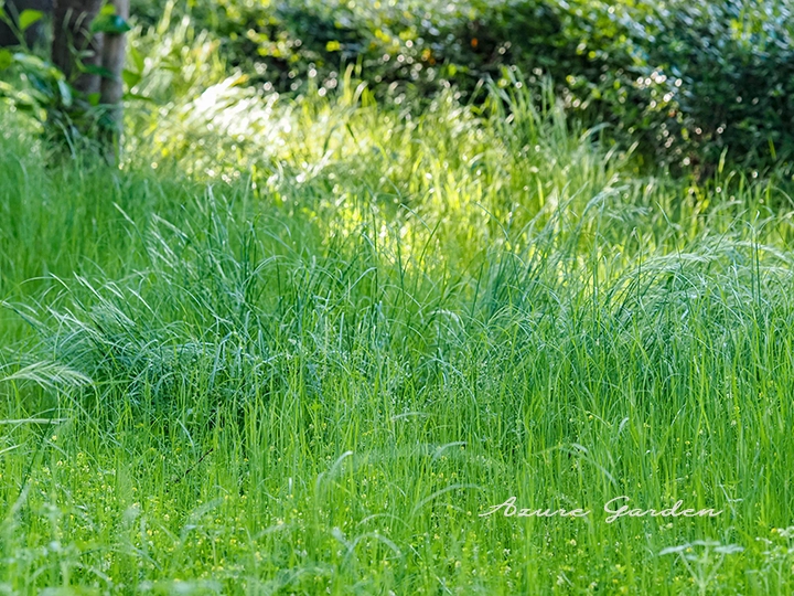 群生するナギナタガヤ