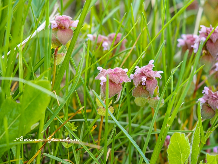 ヒメオドリコソウの花