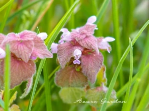 ヒメオドリコソウの花と葉