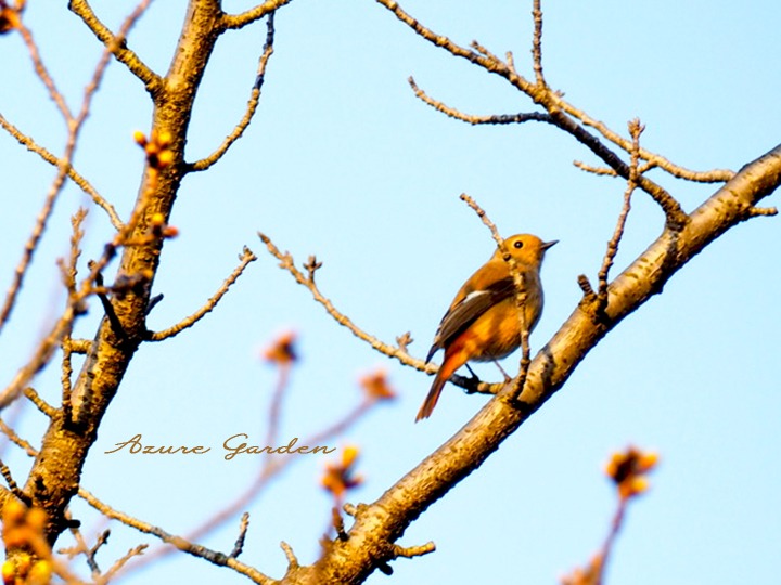 つぶらな瞳が魅力のジョウビタキ - メス（redstart）