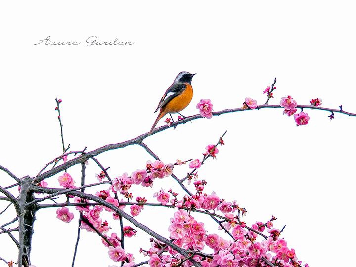 ジョウビタキと梅 @ 大阪城公園にて