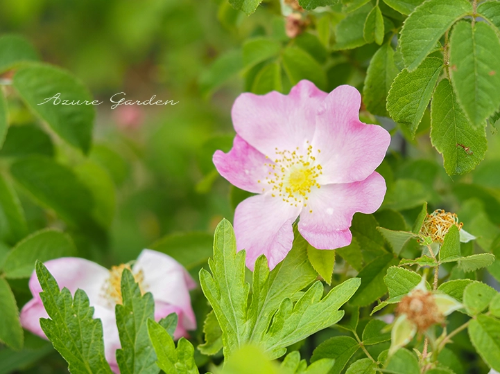 ロサ・ガリカ（Rosa gallica）