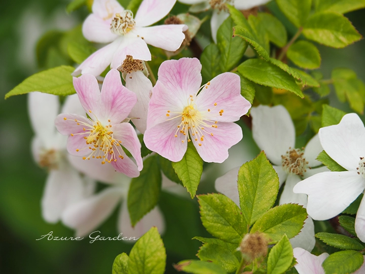 ロサ・ムルティフローラ・カタエンシス(Rosa multiflora cataensis)