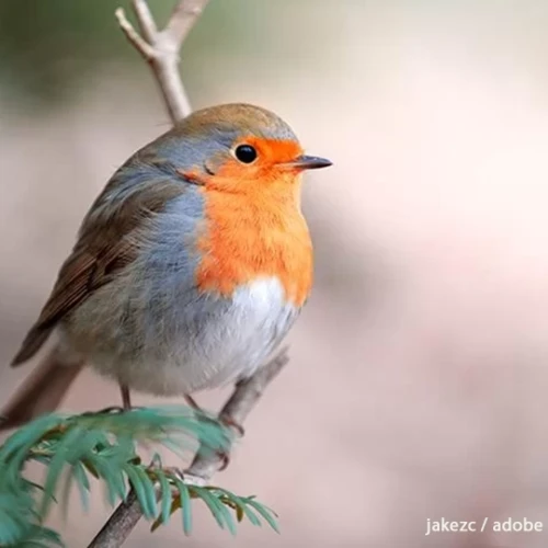 ロビン（西洋コマドリ） - Robin