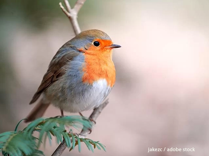 ロビン（西洋コマドリ） - Robin