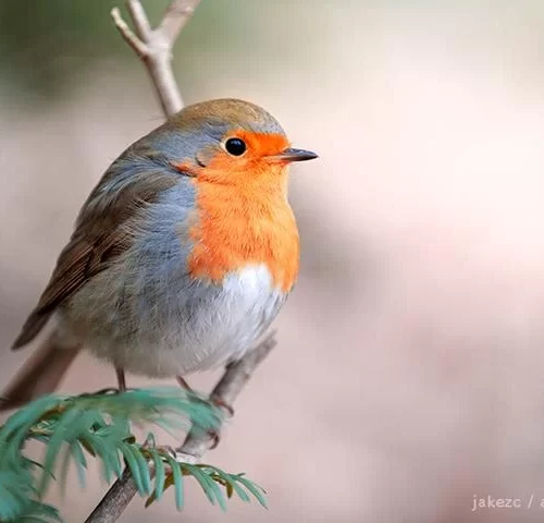 西洋コマドリ - ロビン