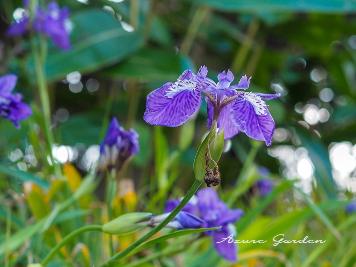 4月上旬咲くイチハツの花の様子