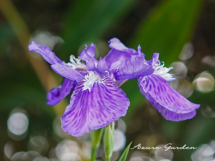 イチハツ（一初）の花。白いトサカ状の突起と紫色の花弁