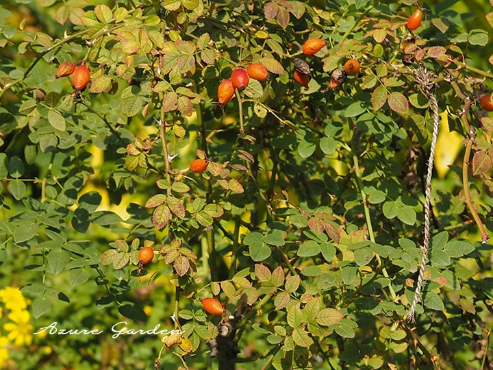 ドッグローズ（ロサ カニナ）