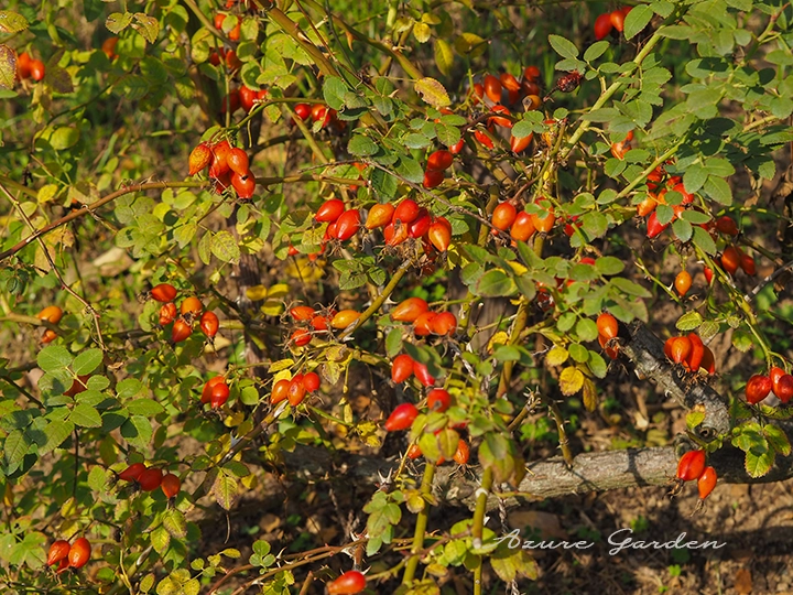 スイート・ブライア（ロサ エグランテリア）