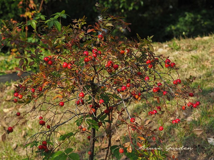 ロサ マリー グラブネリア
