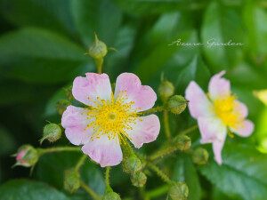ツクシイバラ（Rosa multiiflora var. adenochaeta）