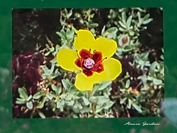 花の中心に赤いブロッチ模様を持つロサ・ペルシカ