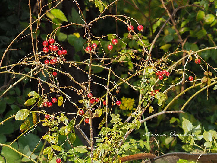 ロサ ウィルギニアナ