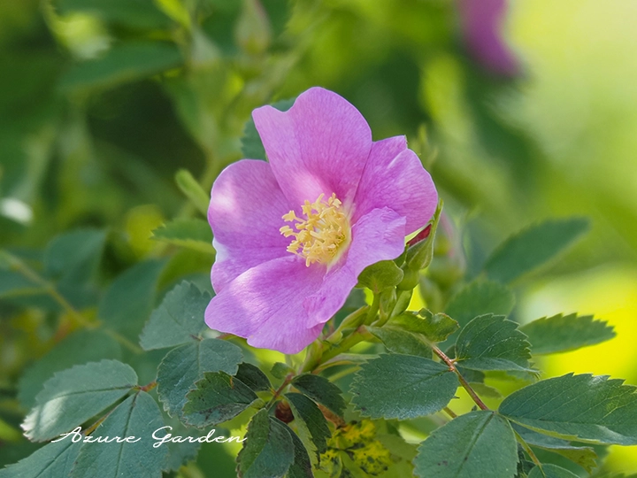 ロサ・ウッジー（Rosa woodsii）
