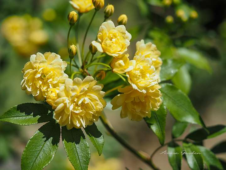 キモッコウバラ(Rosa banksiae f. lutena)