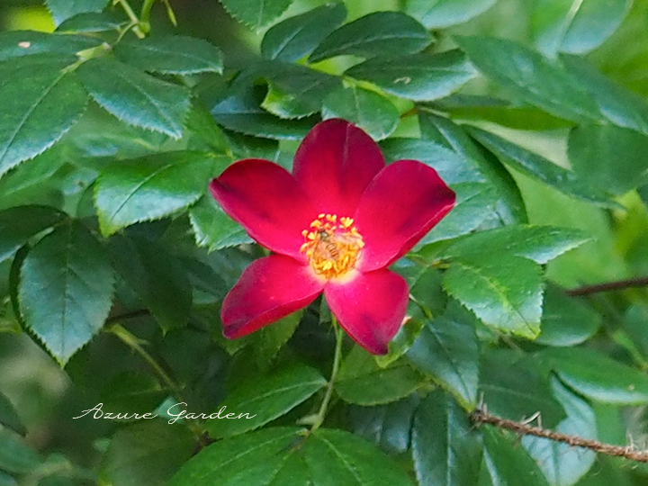 ロサ グラウカ（Rosa glauca）