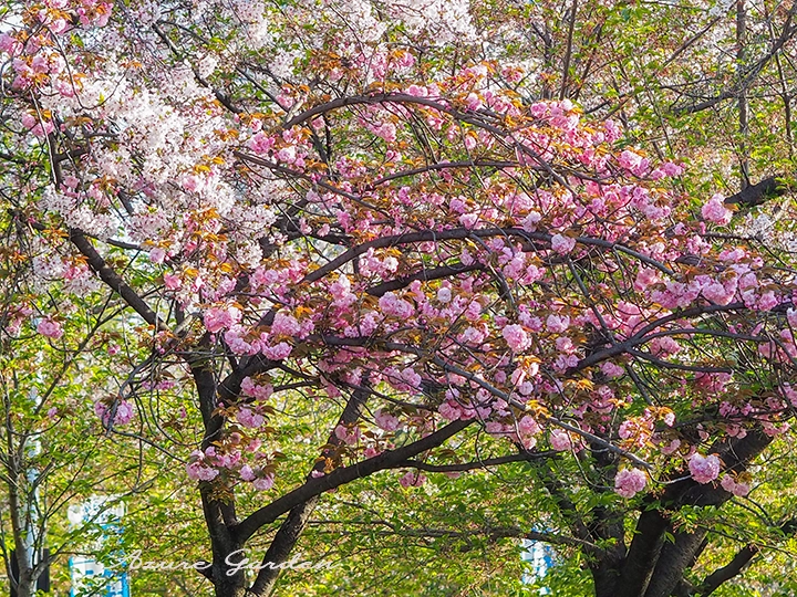 八重桜が見ごろを迎えていました。