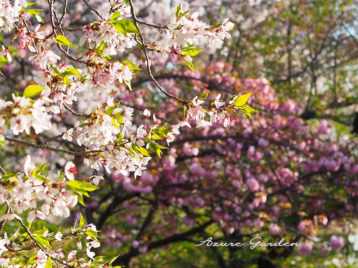 葉桜になったソメイヨシノ