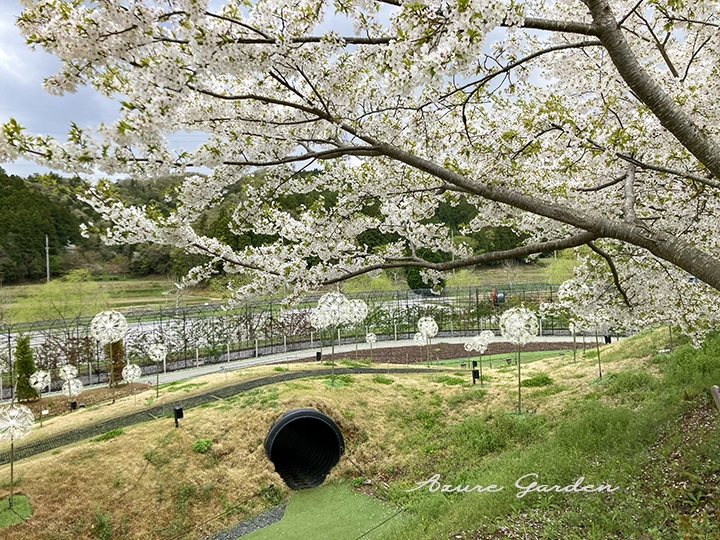 枝いっぱいに咲く桜の向こうに広がる、春のローザンベリー多和田の風景。