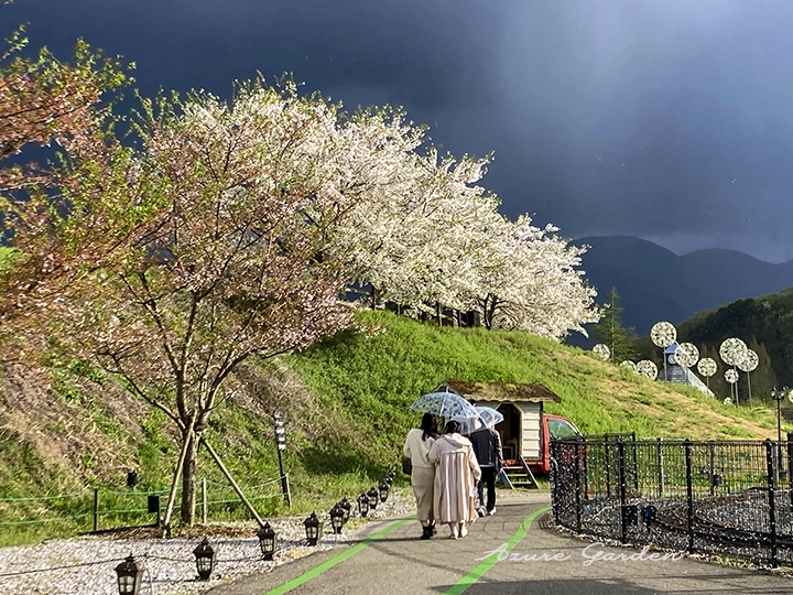 丘の小道に沿って咲く桜。