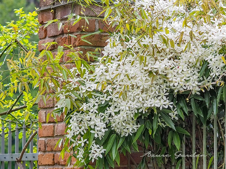 クレマチスの花