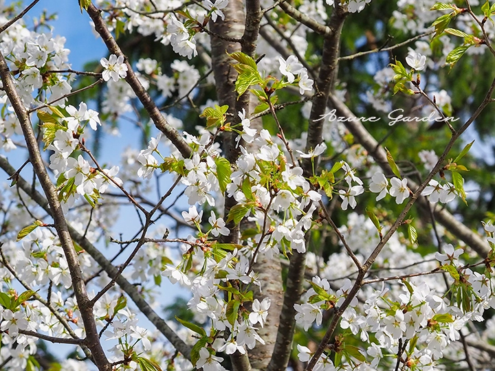 白い花と若葉が混じる桜の花