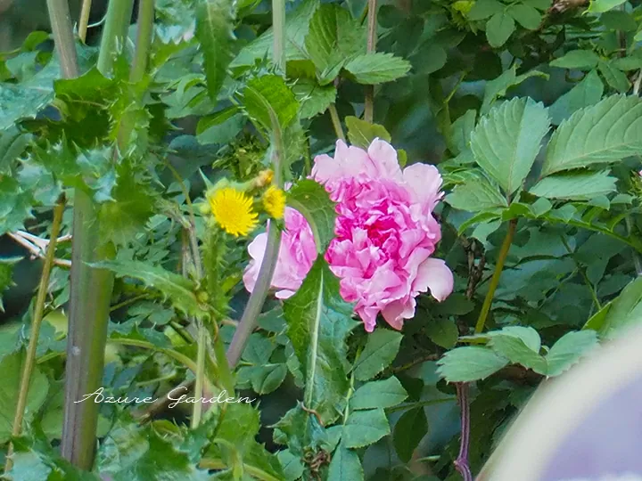 ロサ ロクスブルギー（Rosa roxburghii）