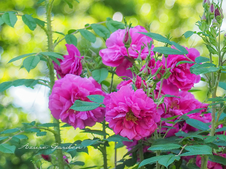 ロサ ルゴサ プレナ（Rosa rugosa plena）