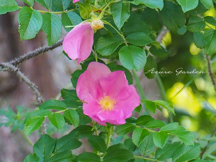 ロサ ルゴサ（Rosa rugosa）