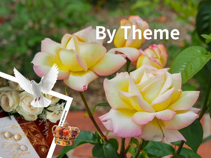 Rose Collection Browse by Theme