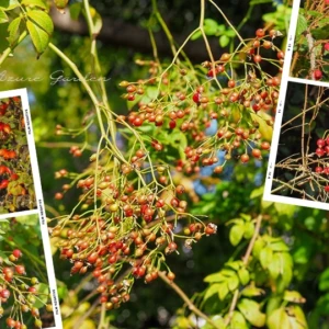 【秋のバラ園】靭公園で見つけた原種バラのローズヒップたち