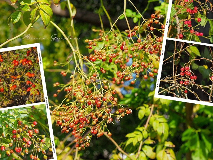 いろいろなローズヒップたち