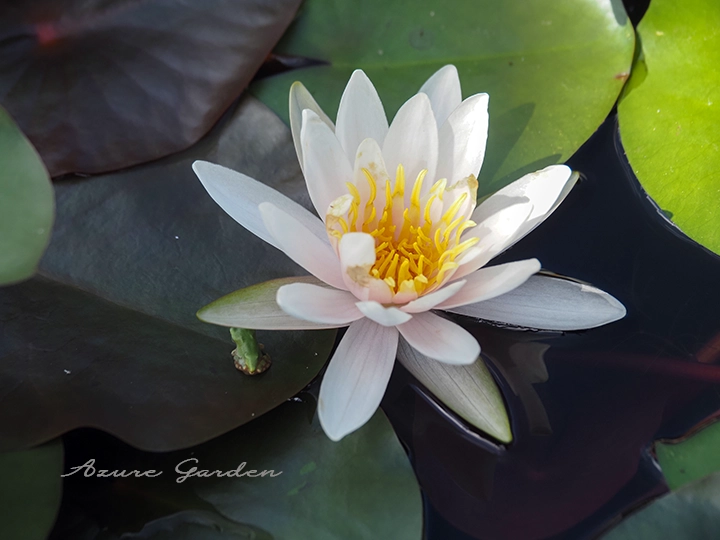 ローズマグノリア（Rose Magnolia）