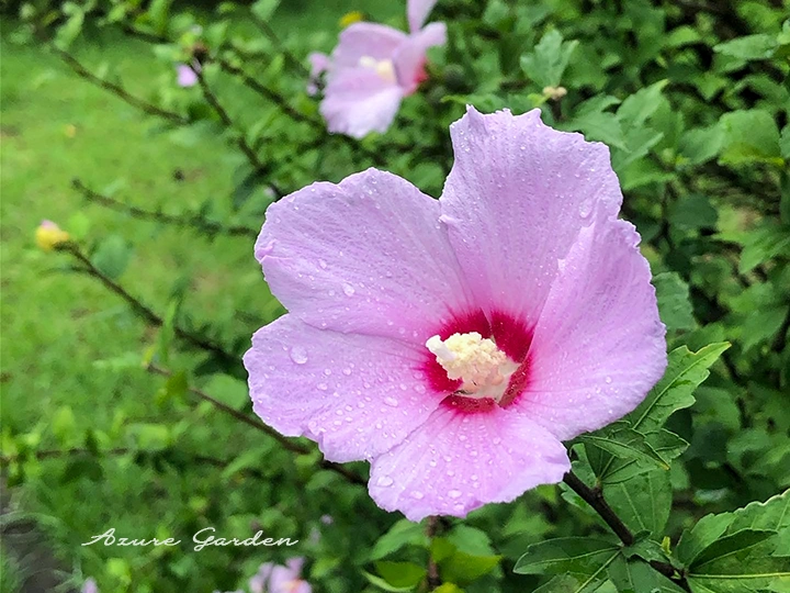ムクゲ（木槿）の花