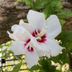 ムクゲ（木槿）- Rose of Sharon